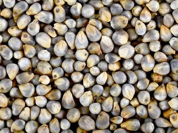 Bajra Millet / సజ్జలు – view 1