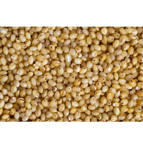 Foxtail Millet / కొర్రలు – view 1
