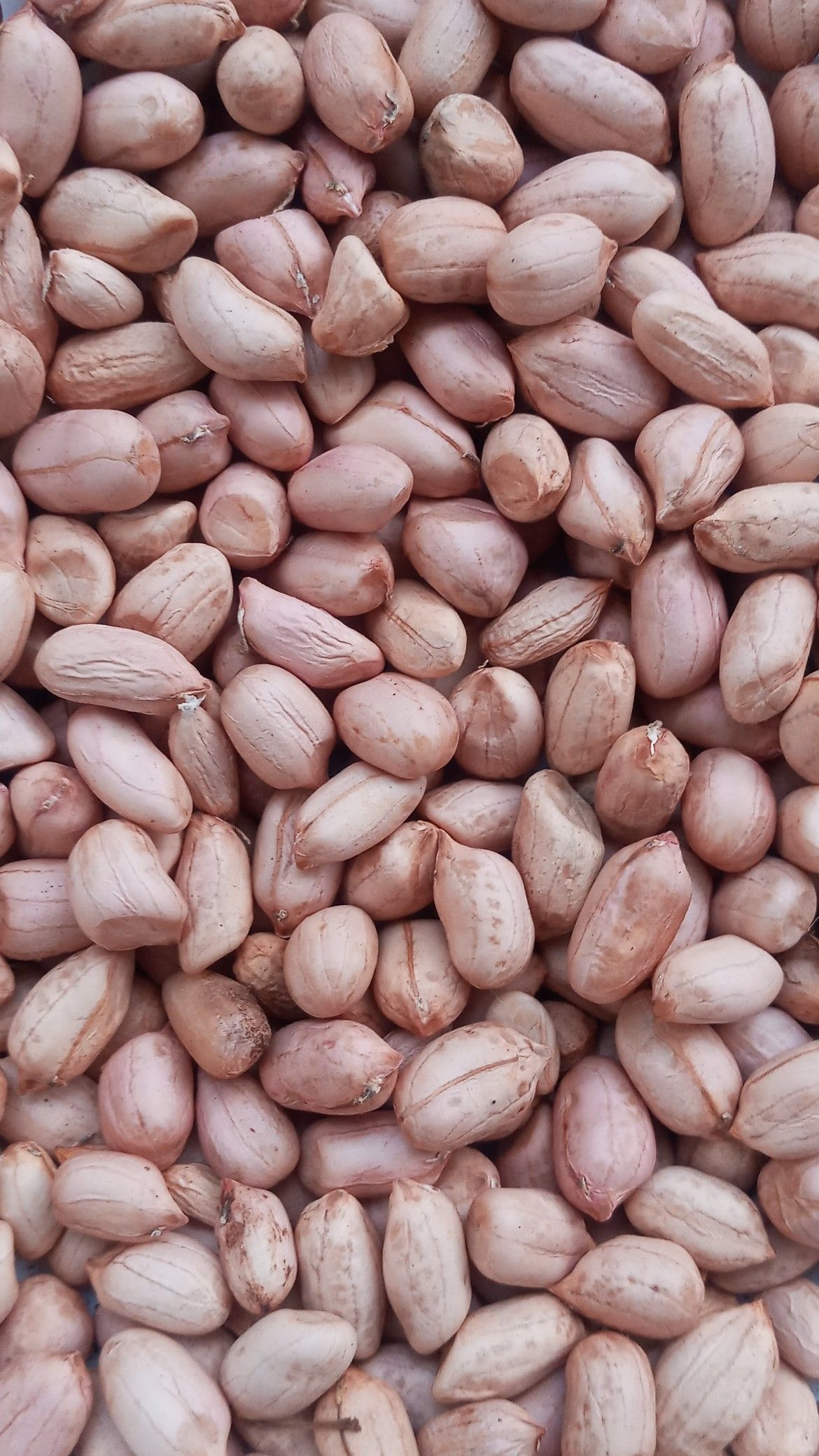 GroundNuts – view 1