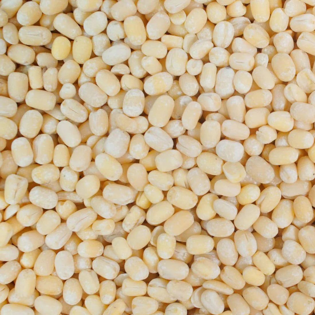 Urad Whole White / GOTA/ మినపగుళ్లు – view 1