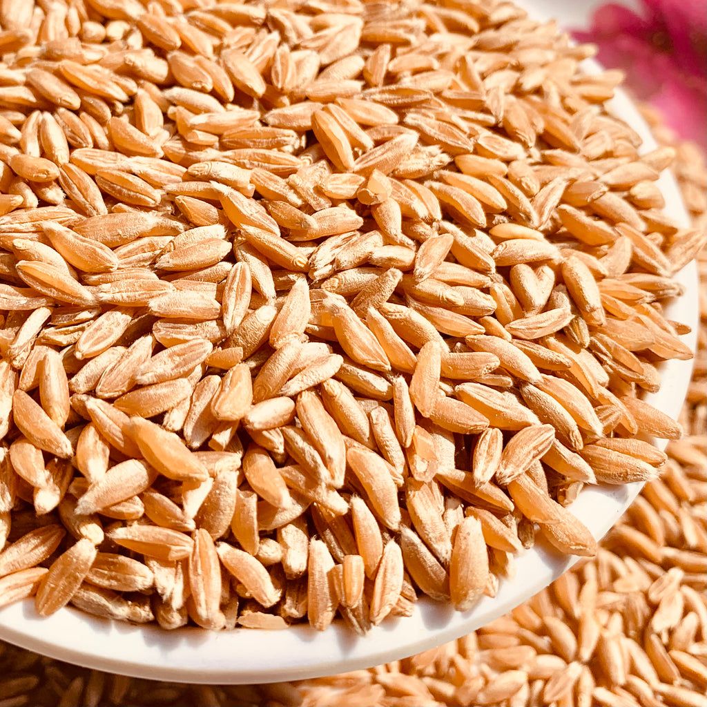 Khapli Wheat (Emmar) / ఖప్లీ గోధుమ – view 1