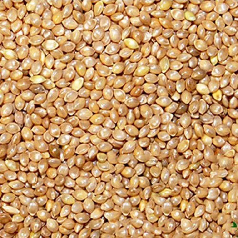 Barnyard Millet / ఊదలు – view 1