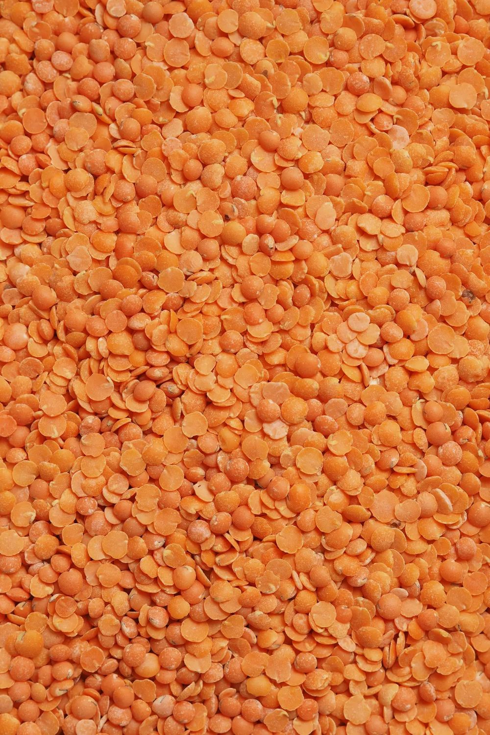 Masoor Dal – view 1